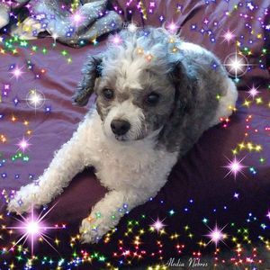 Meet your Posher, Angela